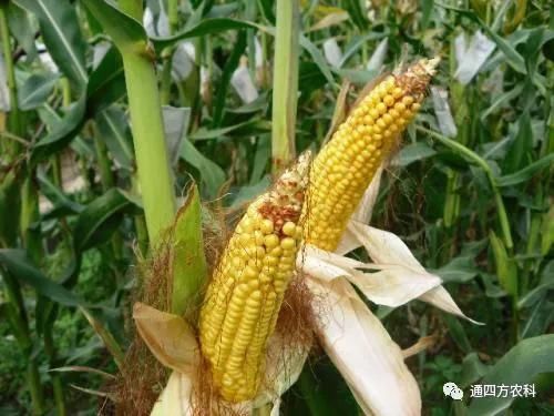 ���׶d���c�՗U��ԭ����