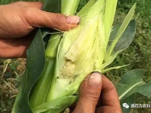 ���׶d���c�՗U��ԭ����