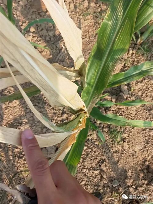 ���쵽����������ģʽ���_������������ɶΣ��������A(y��)����