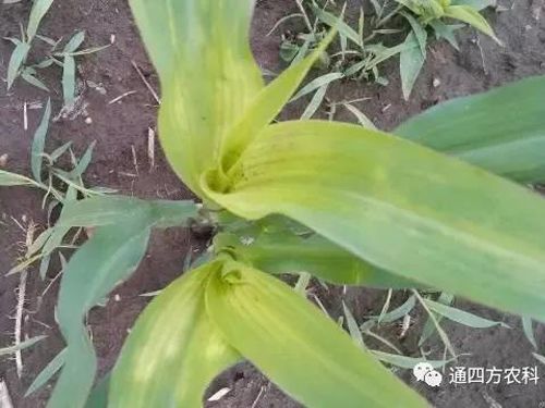 ���הQ����ô�k����ץ�o��Q��Ӱ푮a(ch��n)��!!!